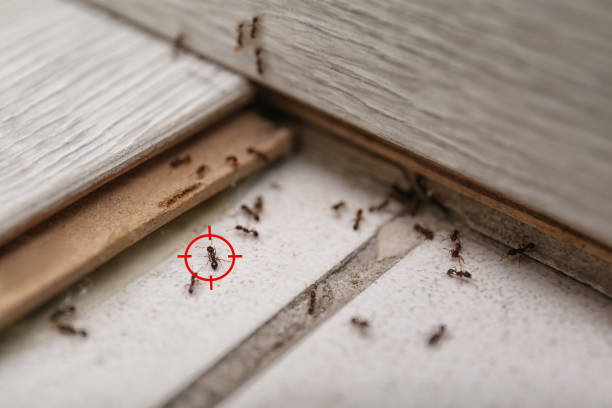 Best Pest Prevention Services  in Durand, MI