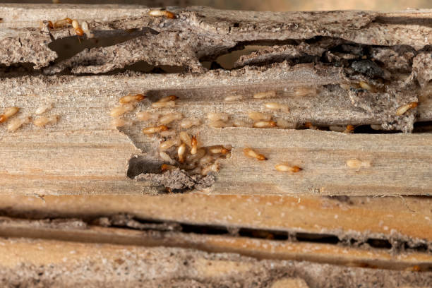 Best Mosquito Control Services  in Durand, MI
